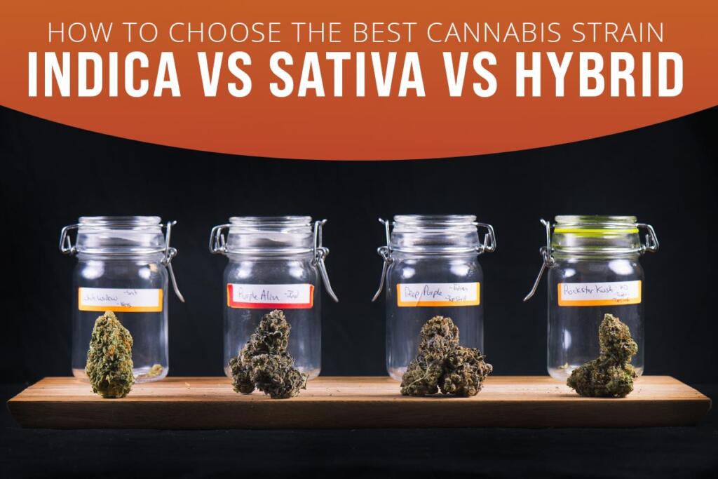 Indica vs Sativa vs Hybrid: How To Choose The Best Cannabis Strain - marijuana-strains, cbd