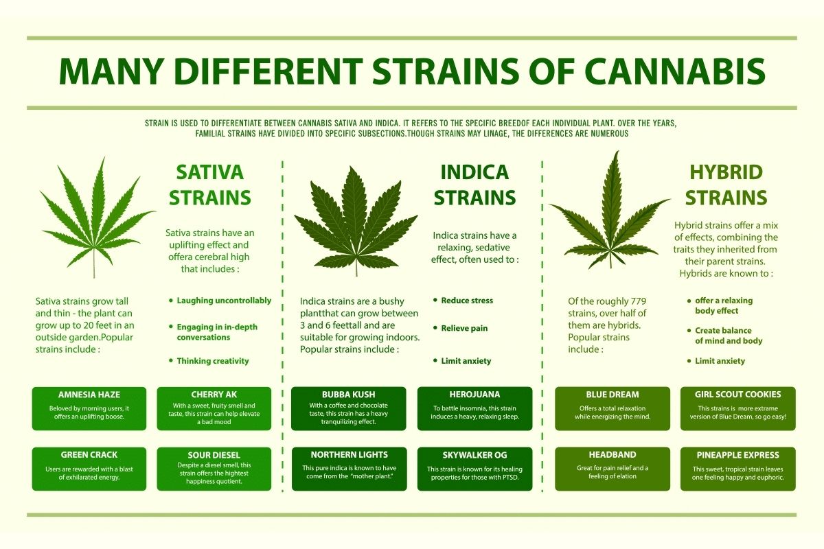 Indica vs Sativa vs Hybrid: How To Choose The Best Cannabis Strain - marijuana-strains, cbd