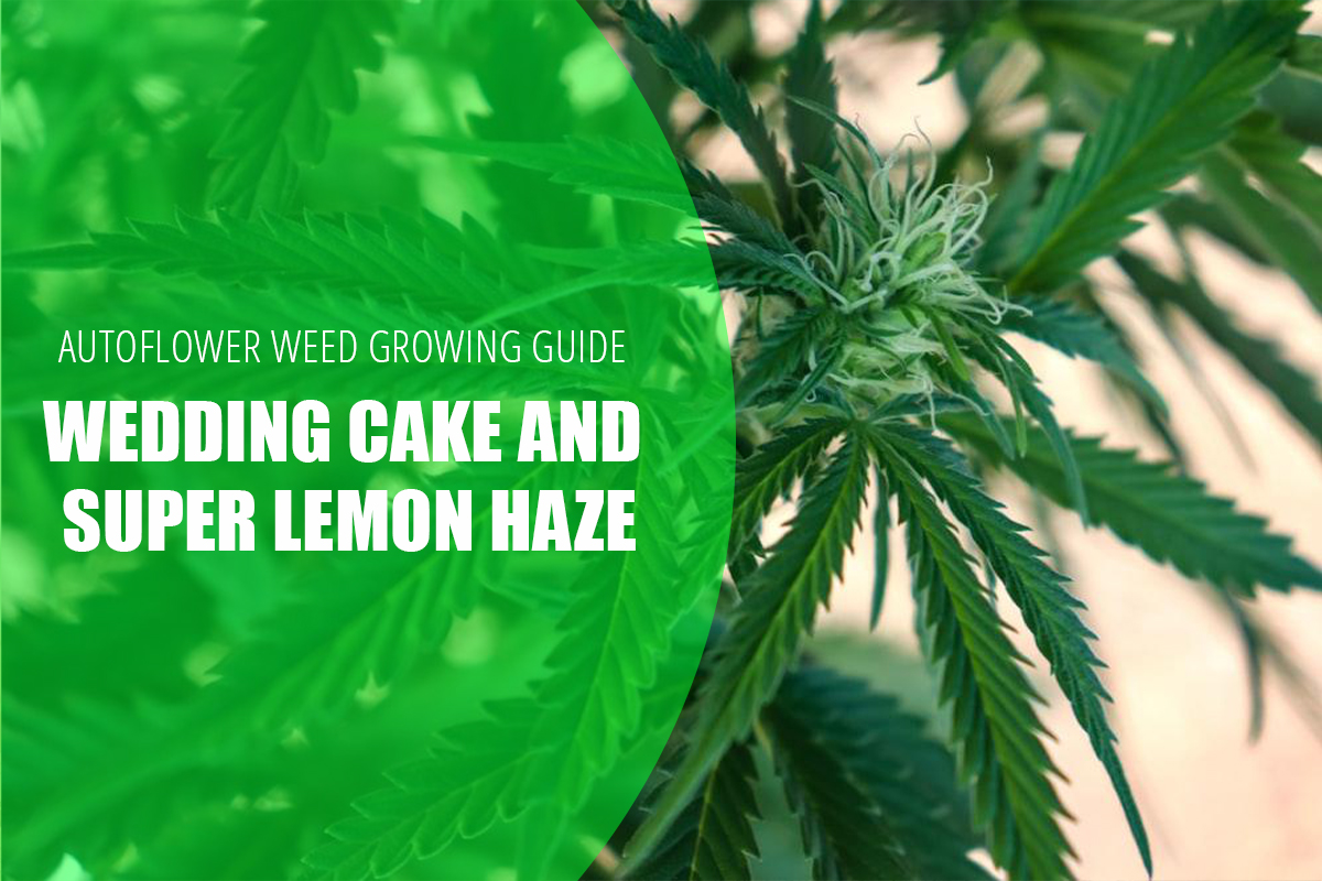 Autoflower Weed Growing Wedding Cake & Super Lemon Haze